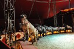 Zirkus Aeros in Nordhausen (Foto: nnz-City Scout Sven Gämkow) Zirkus Aeros in Nordhausen (Foto: nnz-City Scout Sven Gämkow)