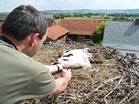 Beringung der Jungstörche in Görsbach (Foto: nnz) Beringung der Jungstörche in Görsbach (Foto: nnz)