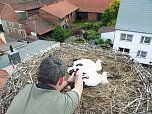 Beringung der Jungstörche in Görsbach (Foto: nnz) Beringung der Jungstörche in Görsbach (Foto: nnz)
