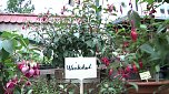 Fuchsien in der Traditionsbrennerei (Foto: nnz) Fuchsien in der Traditionsbrennerei (Foto: nnz)