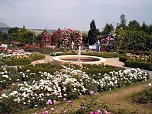 105 Jahre Europa-Rosarium (Foto: Klaus Henze, Artern) 105 Jahre Europa-Rosarium (Foto: Klaus Henze, Artern)