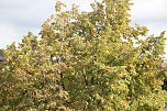 Der Herbst k&uuml;ndigt sich an (Foto: K. Lehmann)