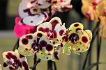 Orchideen in Nordhausen (Foto: Peter Blei)