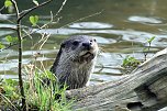 Hilfe f&uuml;r Fischotter (Foto: Flussb&uuml;ro Erfurt)
