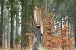 Grün im Wald (Foto: nnz) Grün im Wald (Foto: nnz)