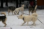 Schlittenhunderennen in Benneckenstein (Foto: Peter Blei)