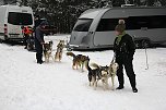 Schlittenhunderennen in Benneckenstein (Foto: Peter Blei)