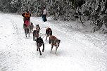 Schlittenhunderennen in Benneckenstein (Foto: Peter Blei)