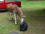 Ein Esel interessiert sich für die Fototasche (Foto: nnz) Ein Esel interessiert sich für die Fototasche (Foto: nnz)