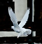 Wartburg (Foto: Michael Caspari ( blitzlicht-nordhausen.de ))