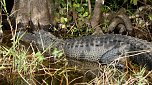 Erlebt: Alligator in den Everglades (Foto: T. K&ouml;cher)