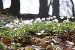 Fr&uuml;hling in der Natur (Foto: E. Blanke)