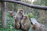 Affenwald Erlebnispark Strau&szlig;berg (Foto: Sven G&auml;mkow)