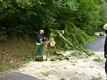 Baum umgest&uuml;rtzt (Foto: BFW)