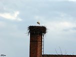 Der erste Storch in Windehausen (Foto: G. Struve)