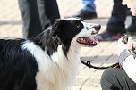 Hundesport und Faschingskost&uuml;m (Foto: nnz)
