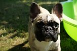 Bulldoggen aller L&auml;nder.... (Foto: Sandra Witzel)