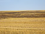 Feld brannte (Foto: Berufsfeuerwehr)