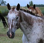 Abendspaziergang (Foto: Karin Lehmann, Peter Blei)