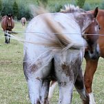 Abendspaziergang (Foto: Karin Lehmann, Peter Blei)