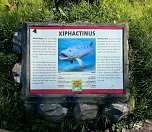 Dinosaurier auf R&uuml;gen (Foto: Karin Lehmann, Peter Blei)