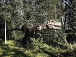 Dinosaurier auf R&uuml;gen (Foto: Karin Lehmann, Peter Blei)