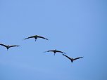 Kraniche am Stausee Kelbra (Foto: Peter Blei)