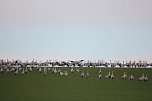 &Uuml;ber 30000 Kraniche registrierten die Vogelkundler.  (Foto: Manfred Hagemann)