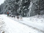 Beim Schlittenhunderennen dabei  (Foto: S. Eicke)