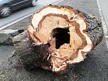 B&auml;ume in der Nordh&auml;user Uferstra&szlig;e mussten fallen (Foto: Peter Blei)