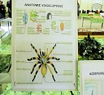 Insekten und mehr in Sundhausen (Foto: Peter Blei)