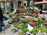 Geranien - und Blumenmarkt auf dem Nordh&auml;user Rathausplatz (Foto: Peter Blei)
