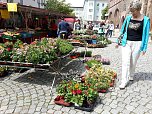 Geranien - und Blumenmarkt auf dem Nordh&auml;user Rathausplatz (Foto: Peter Blei)