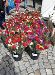 Geranien - und Blumenmarkt auf dem Nordh&auml;user Rathausplatz (Foto: Peter Blei)