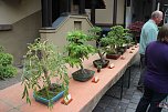 Fern&ouml;stliche Kunst in Gr&uuml;n - Bonsai-Ausstellung in der Echte Nordh&auml;user Traditionsbrennerei (Foto: Angelo Glashagel)