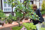 Fern&ouml;stliche Kunst in Gr&uuml;n - Bonsai-Ausstellung in der Echte Nordh&auml;user Traditionsbrennerei (Foto: Angelo Glashagel)