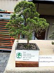 Bonsai in der Brennerei (Foto: Peter Blei)