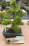 Bonsai in der Brennerei (Foto: Peter Blei)