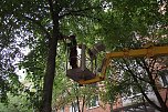 Mit Kettens&auml;ge und�Hub-Ger&auml;t�lichteten heute Mitarbeiter vom Sachgebiet Umwelt und Gr&uuml;nordnung B&auml;ume in der T&ouml;pferstra&szlig;e aus. (Foto: Kurt Frank)
