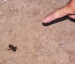 Zu Besuch auf der Burgruine Hohnstein (Foto: Karin Lehmann) Zu Besuch auf der Burgruine Hohnstein (Foto: Karin Lehmann)