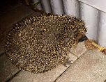 Ein Igel aus Abwegen (Foto: Peter Blei) Ein Igel aus Abwegen (Foto: Peter Blei)