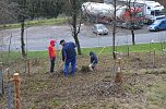 25 B&auml;ume gepflanzt (Foto: Helmut Michel)