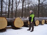 Unter dem Hammer: Forstamtsleiter Jan Kl&uuml;&szlig;endorf aus Bad Berka begutachtet die gut verkaufte Eiche aus dem Fronder&ouml;der Wald im Revier K&ouml;nigsthal (Foto: privat)