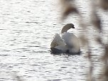 Tiere und Landschaft am Goitzschesee (Foto: Peter Blei)