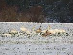 Tiere und Landschaft am Goitzschesee (Foto: Peter Blei)