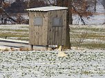 Tiere und Landschaft am Goitzschesee (Foto: Peter Blei)
