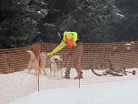 Schlittenhunderennen 2016 in Benneckenstein (Foto: Peter Blei)