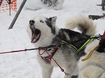 Schlittenhunderennen 2016 in Benneckenstein (Foto: Peter Blei)
