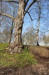 Der Fr&uuml;hling kommt - im Park Hohenrode ist er schon ein bisschen da (Foto: Angelo Glashagel)