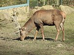 Tierisches Treiben im Dessauer Park (Foto: Peter Blei)